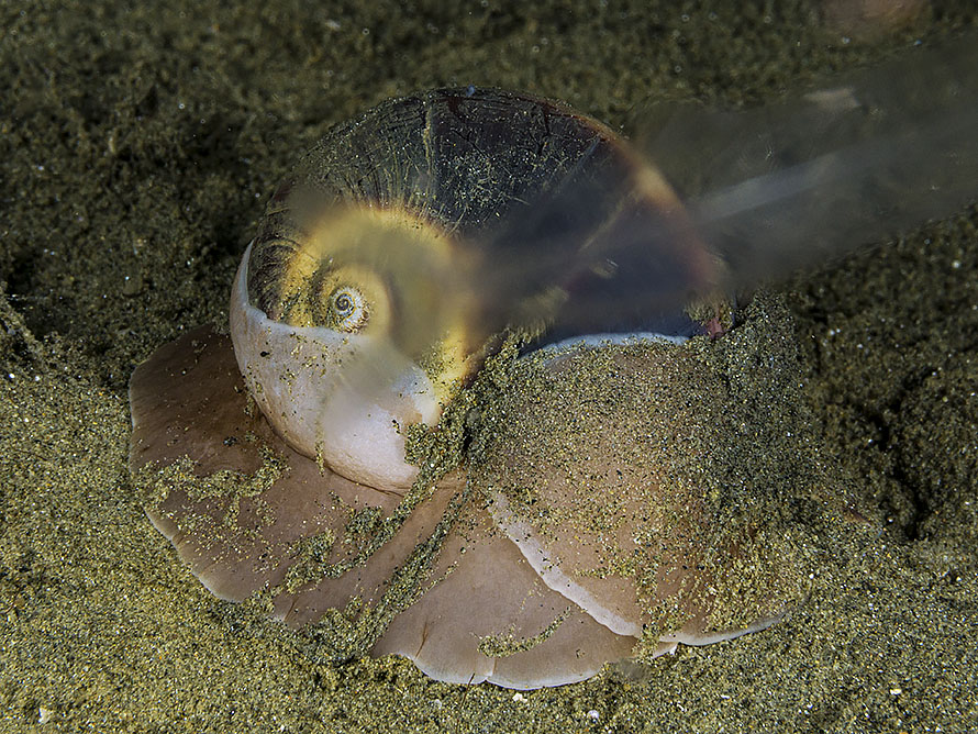 Neverita lewisii